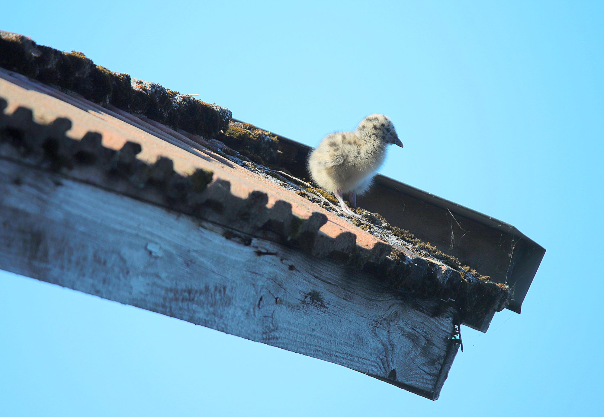 Valokuvaaja: sirpa jyske