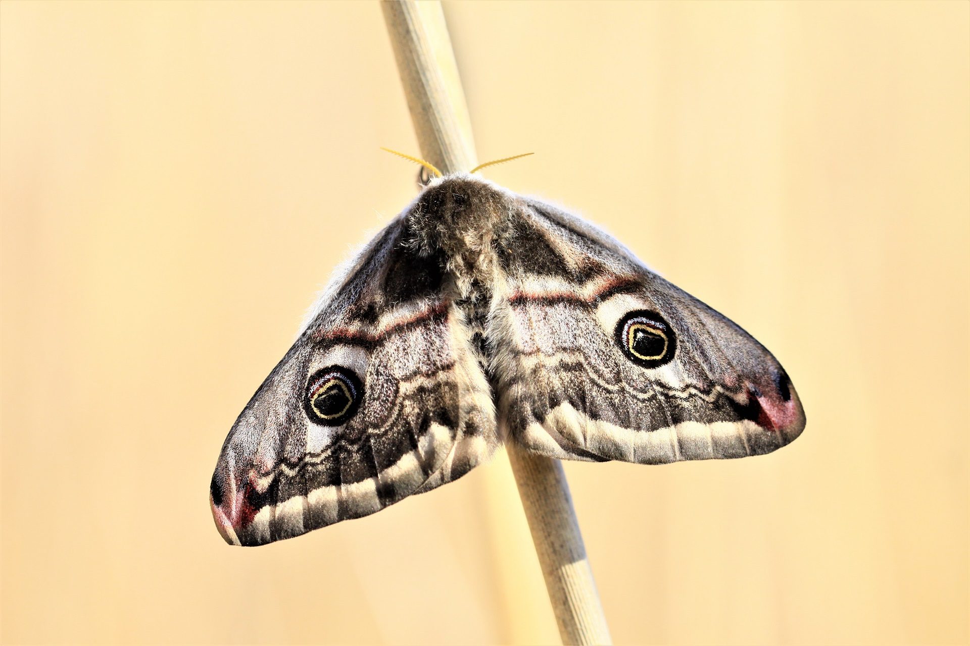 Valokuvaaja: Berndt Hannelius
