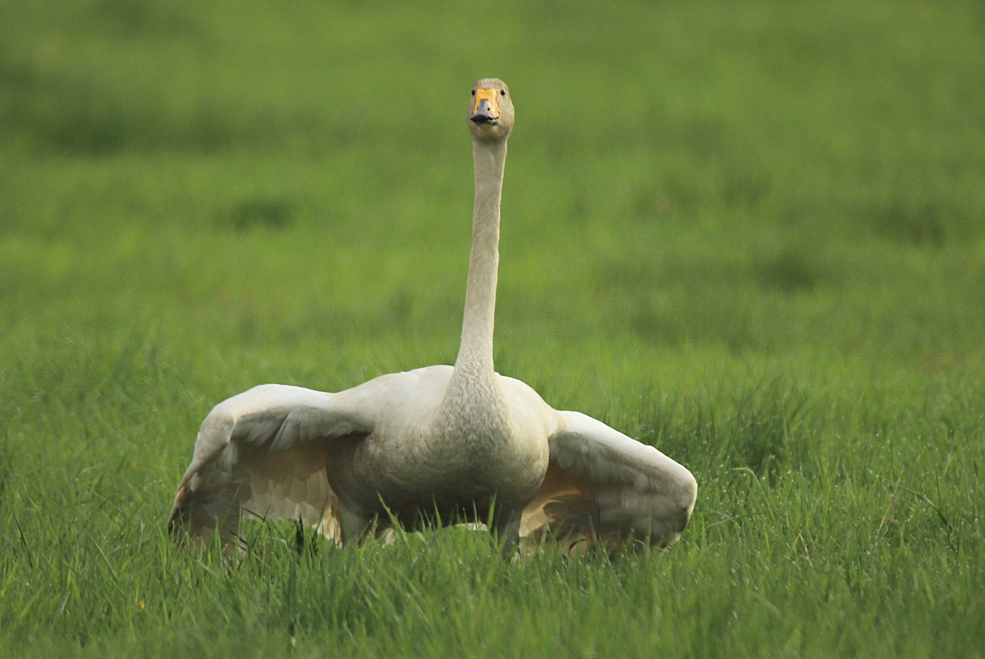 Valokuvaaja: sirpa jyske
