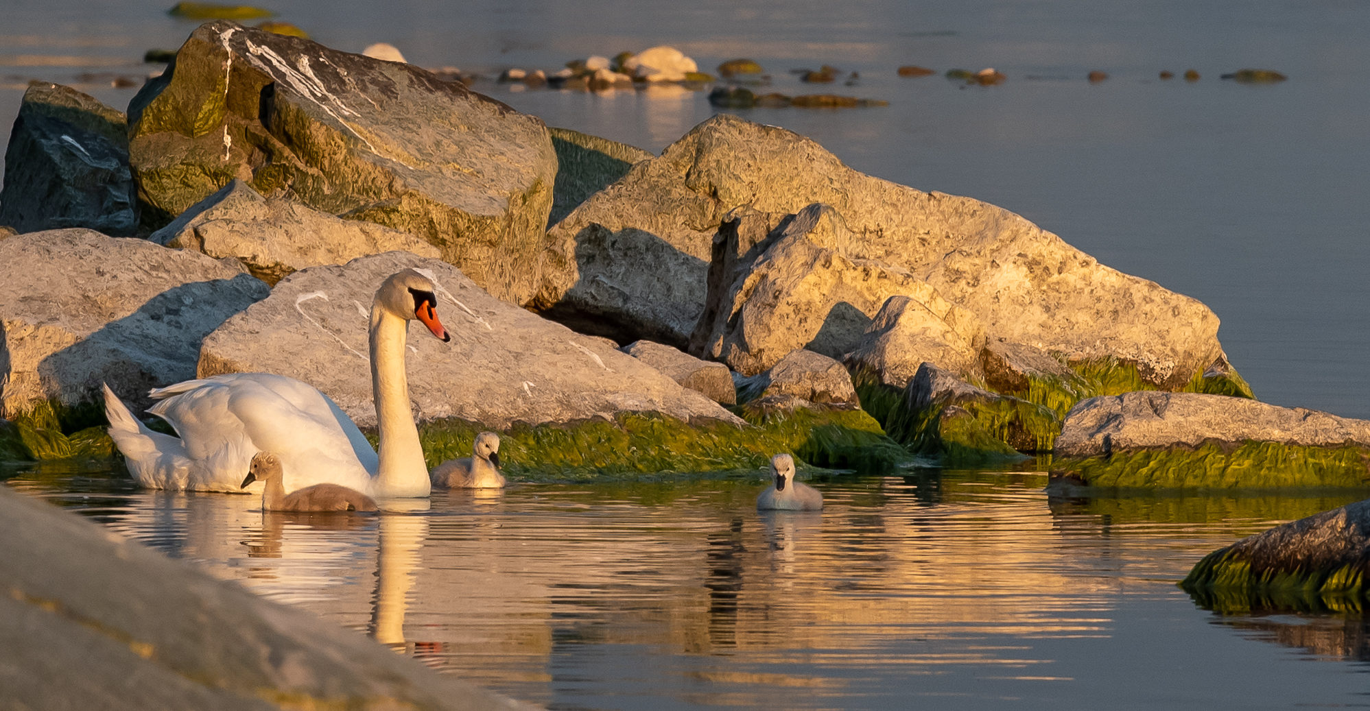 Valokuvaaja: Paula Rostedt