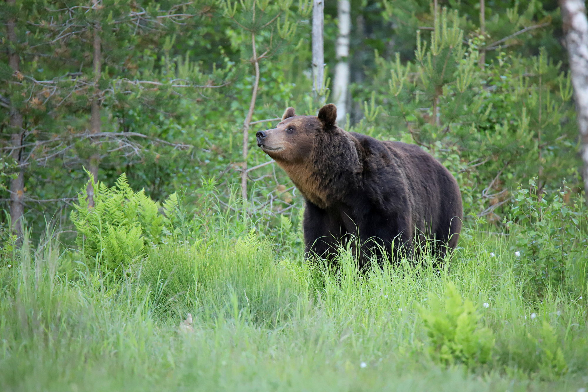 Valokuvaaja: sirpa jyske