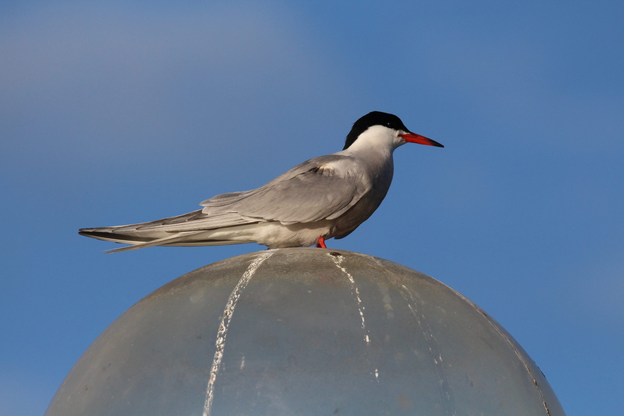 Valokuvaaja: Jaana Saarelainen
