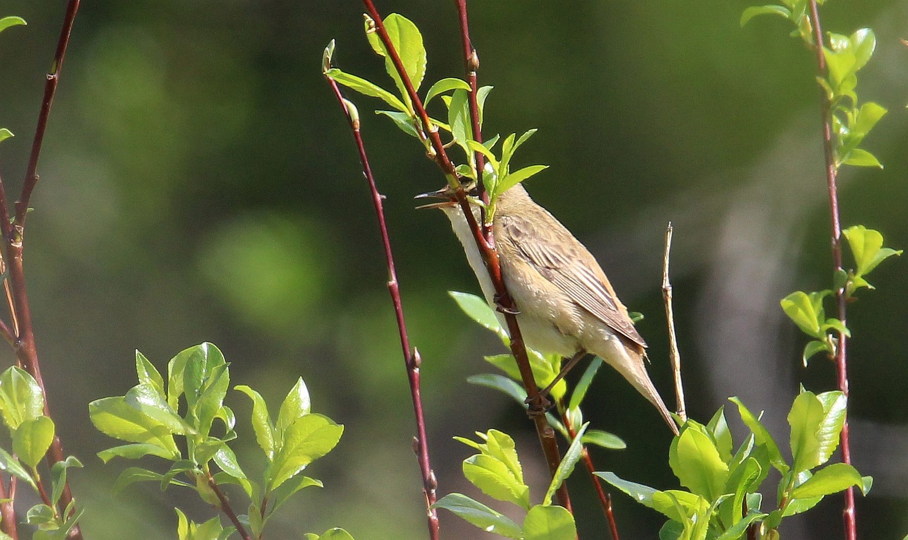 Valokuvaaja: Jaana Saarelainen
