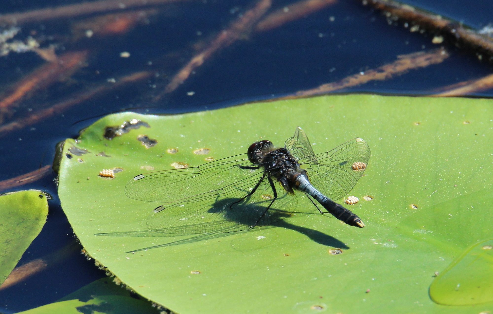 Valokuvaaja: Jaana Saarelainen