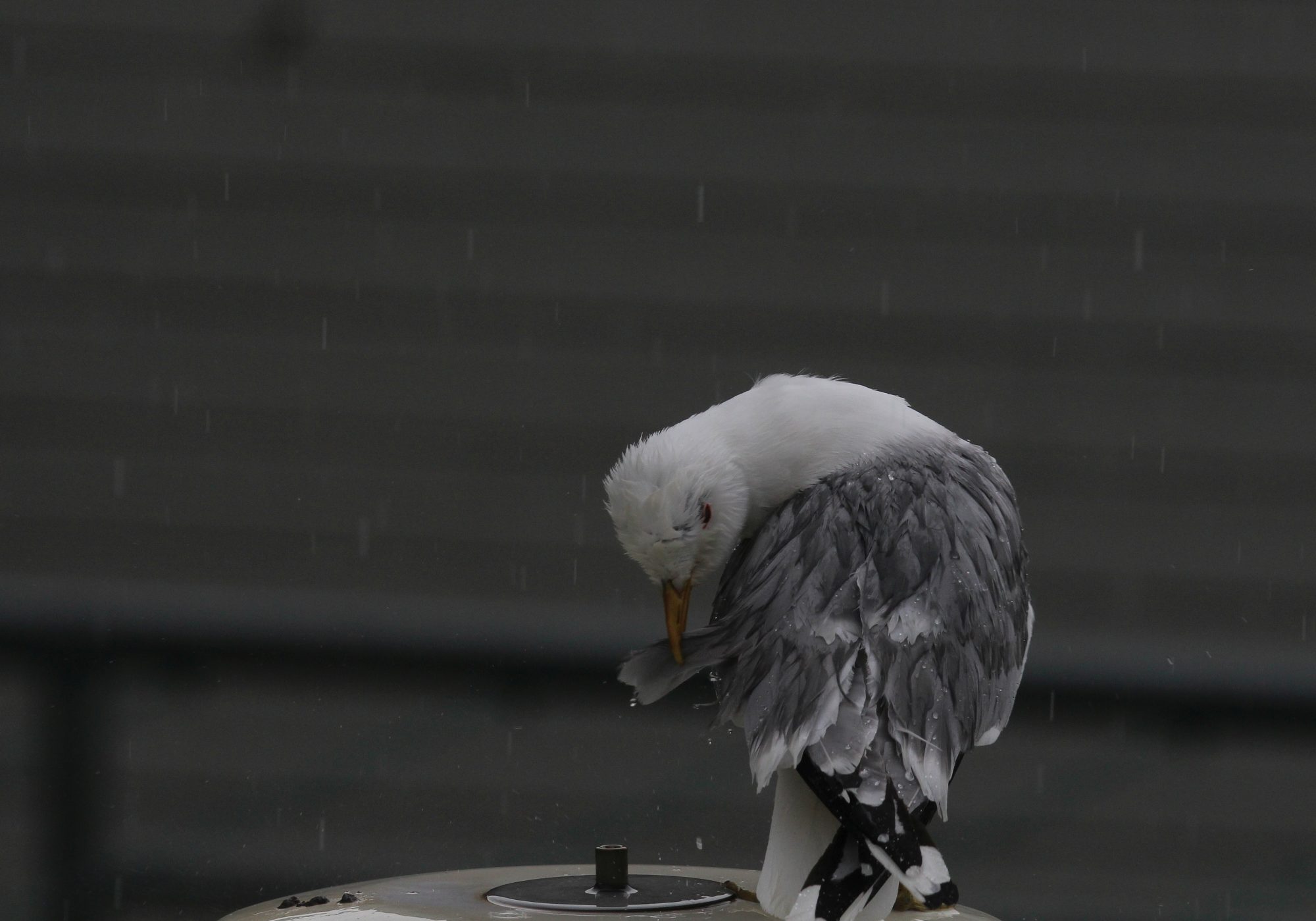 Valokuvaaja: Jaana Saarelainen