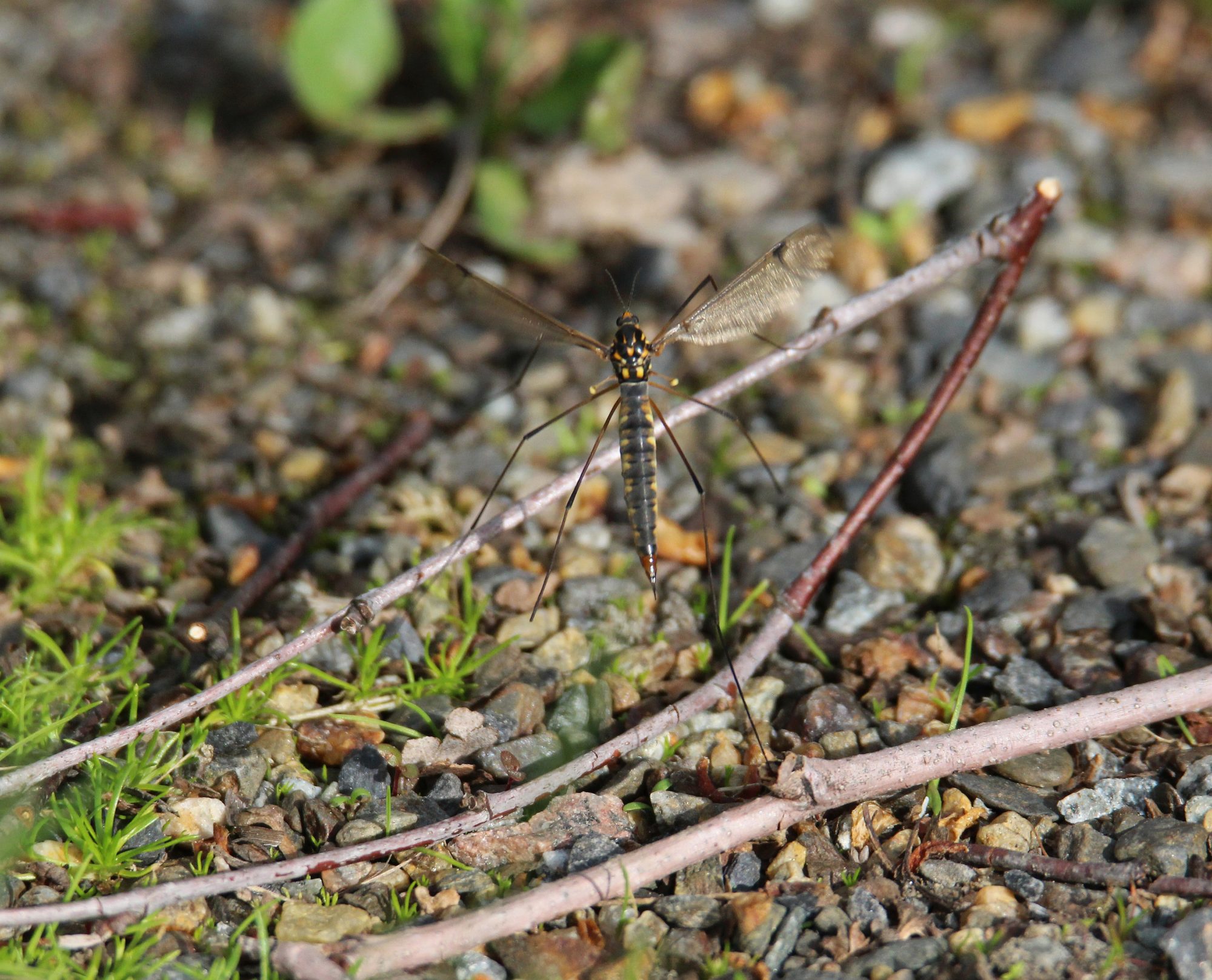 Valokuvaaja: Jaana Saarelainen