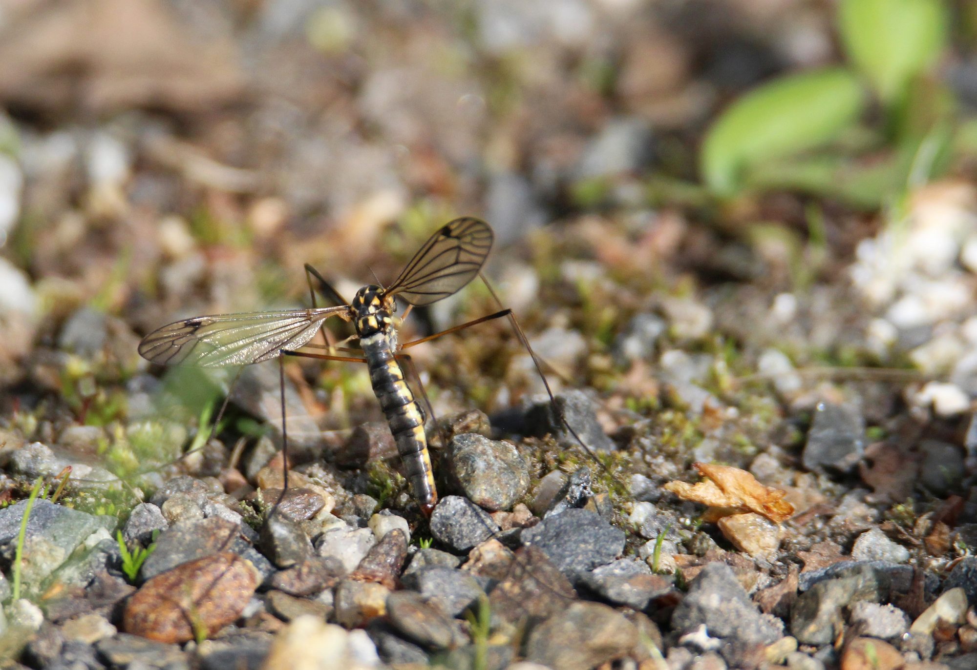 Valokuvaaja: Jaana Saarelainen