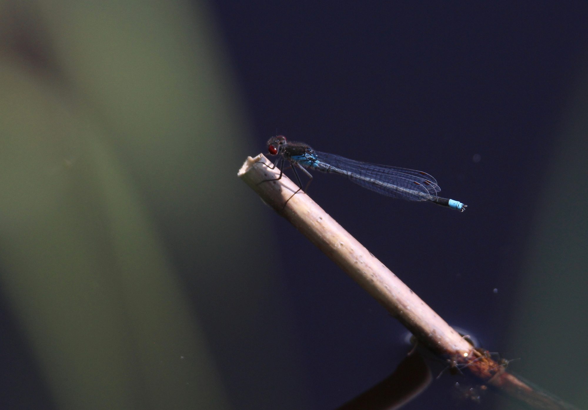 Valokuvaaja: Jaana Saarelainen