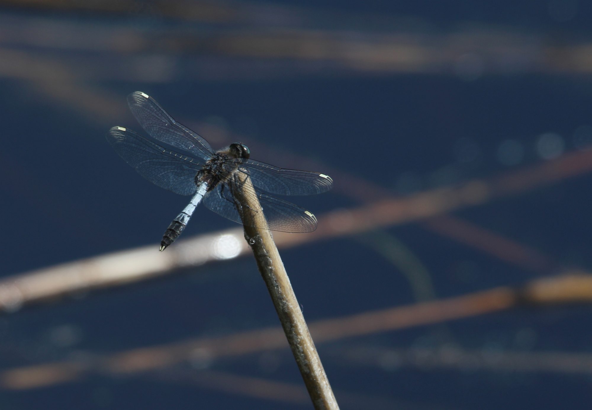 Valokuvaaja: Jaana Saarelainen