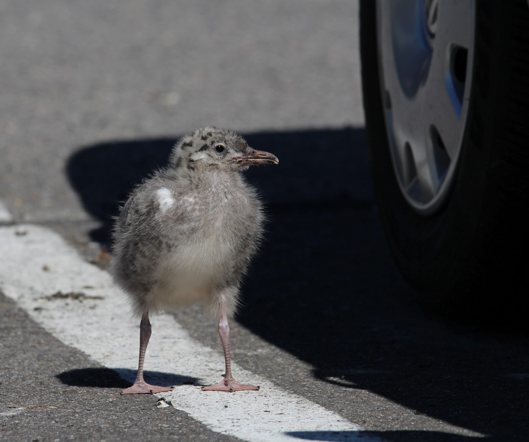 Valokuvaaja: Jaana Saarelainen