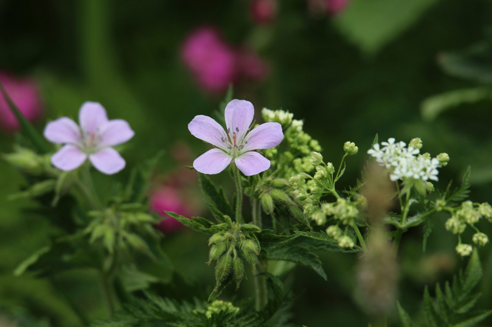 Valokuvaaja: Jaana Saarelainen