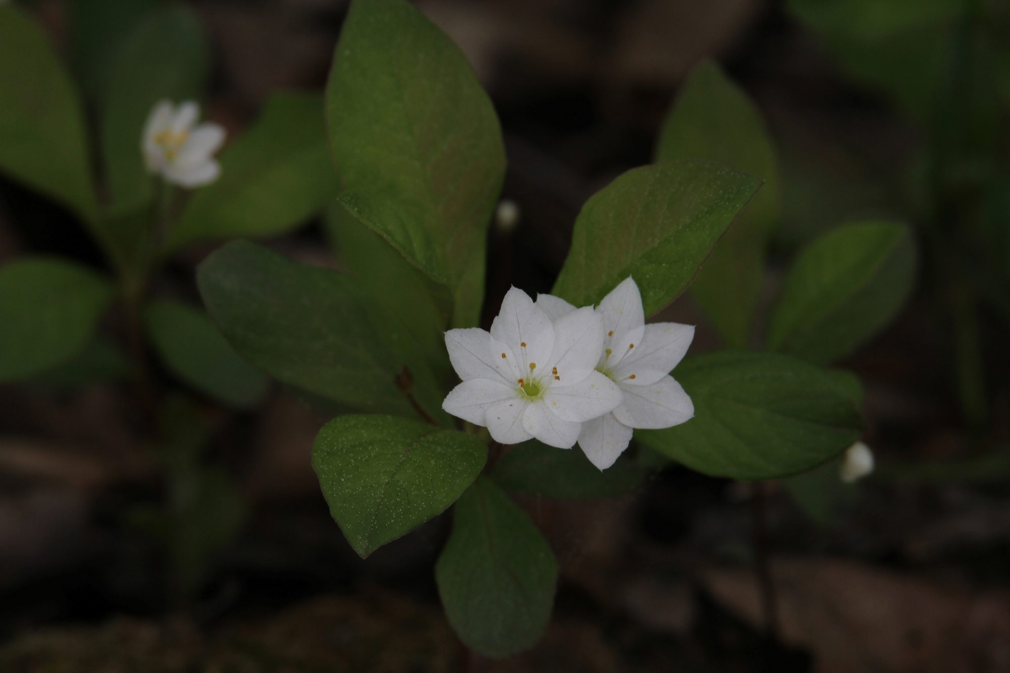 Valokuvaaja: Jaana Saarelainen Valokuvaaja: Jaana Saarelainen