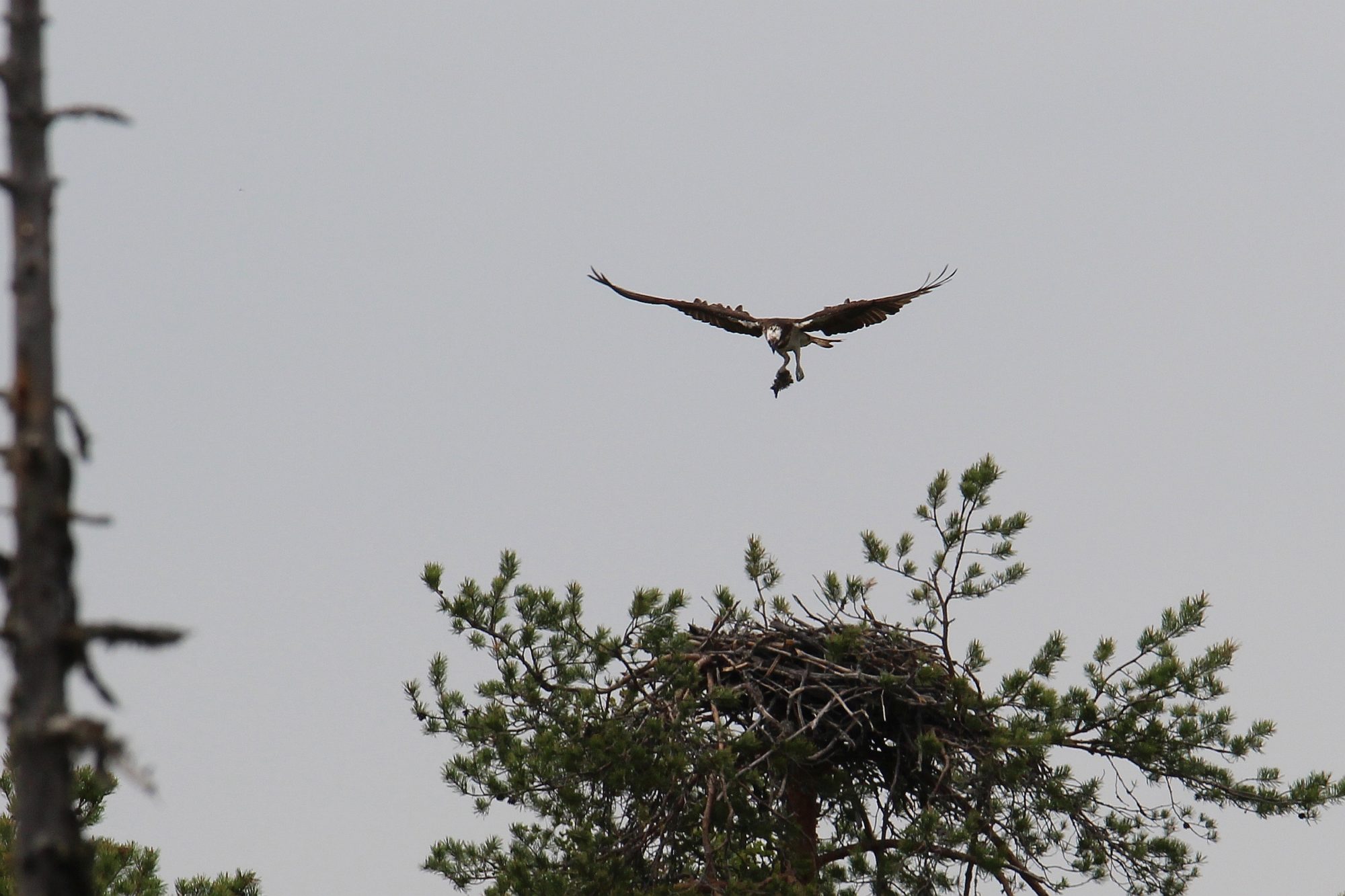 Valokuvaaja: Jaana Saarelainen