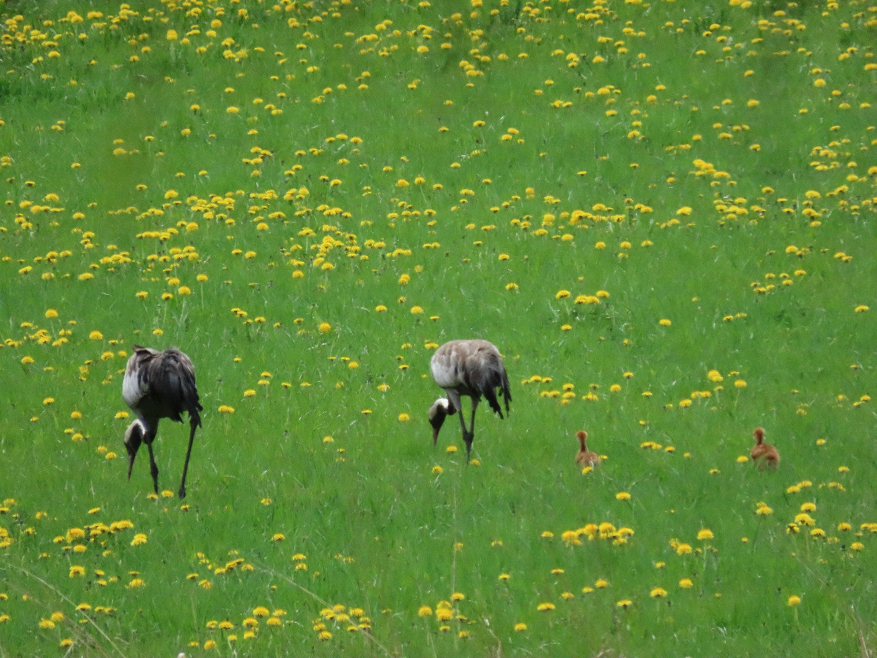 Valokuvaaja: Mirja Suoknuuti
