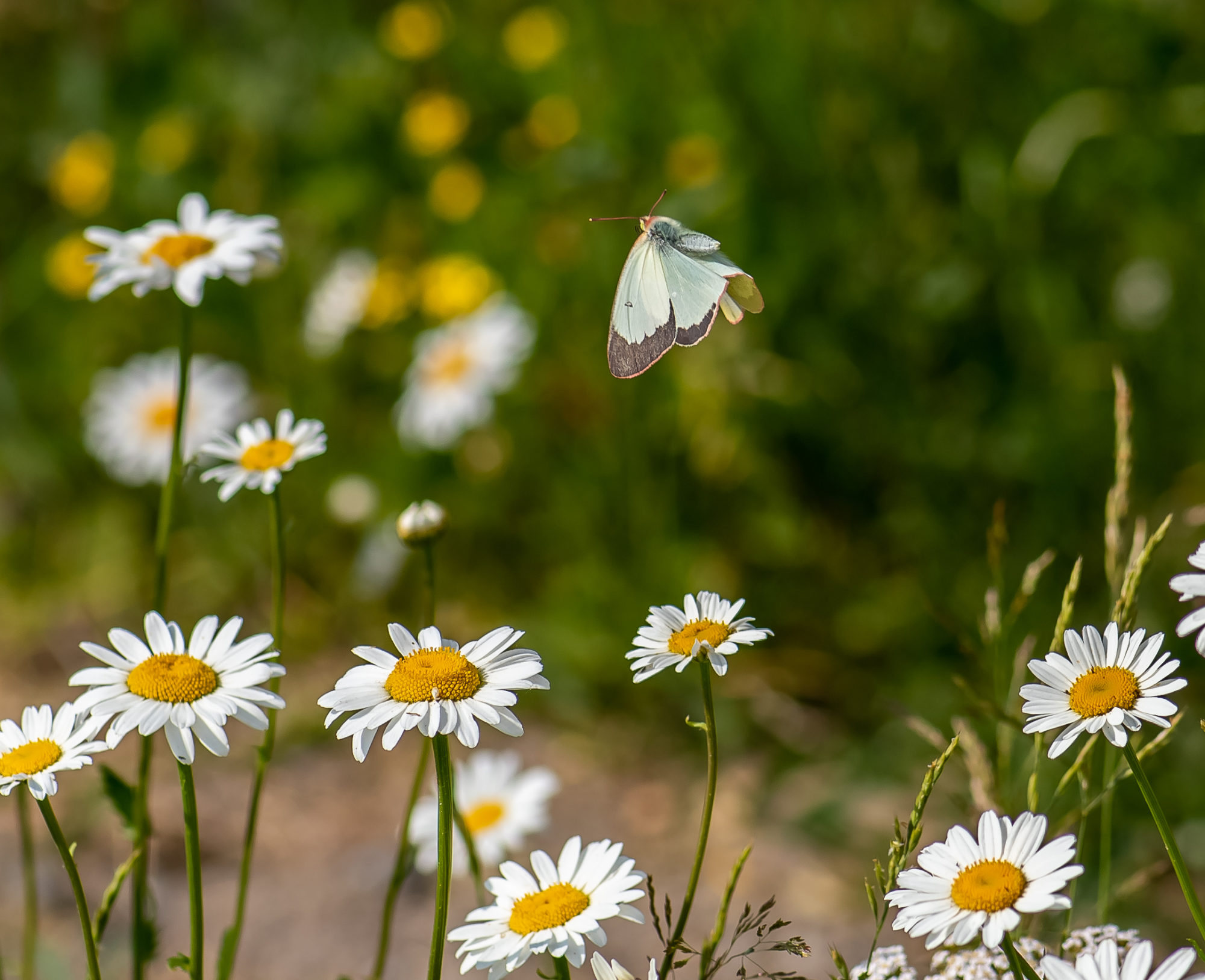 Valokuvaaja: Paula Rostedt