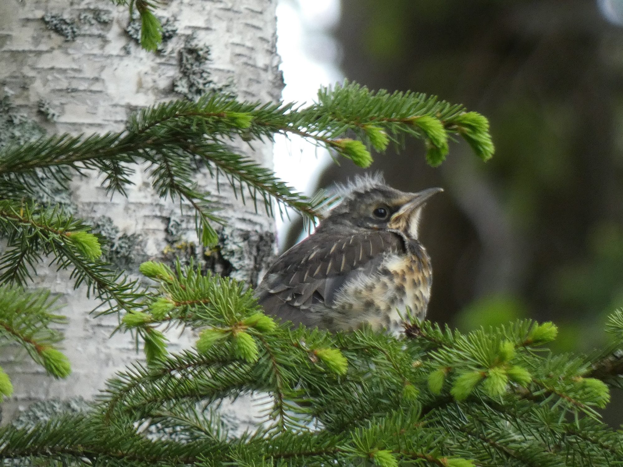 Valokuvaaja: Eero Peltonen