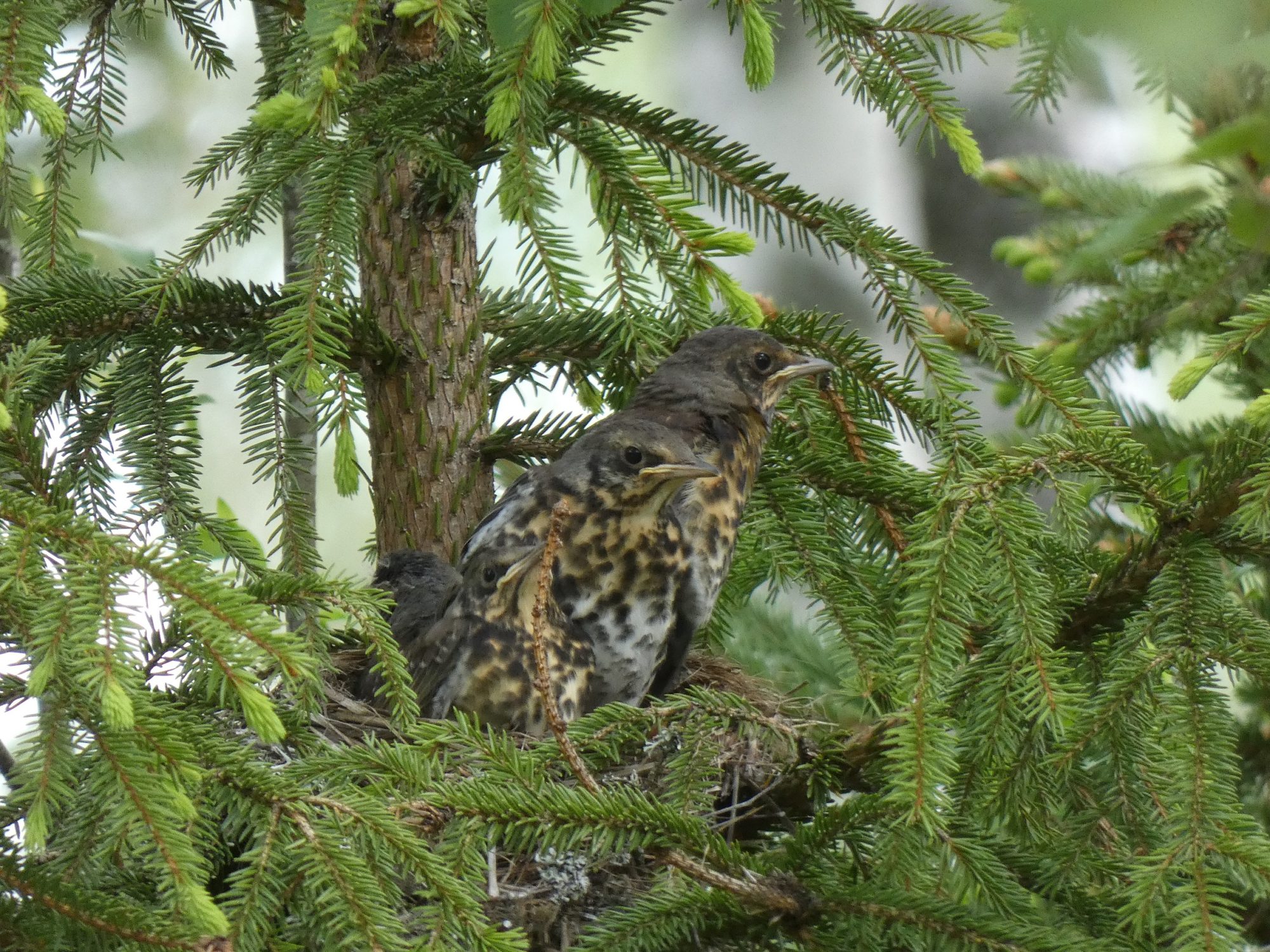 Valokuvaaja: Eero Peltonen