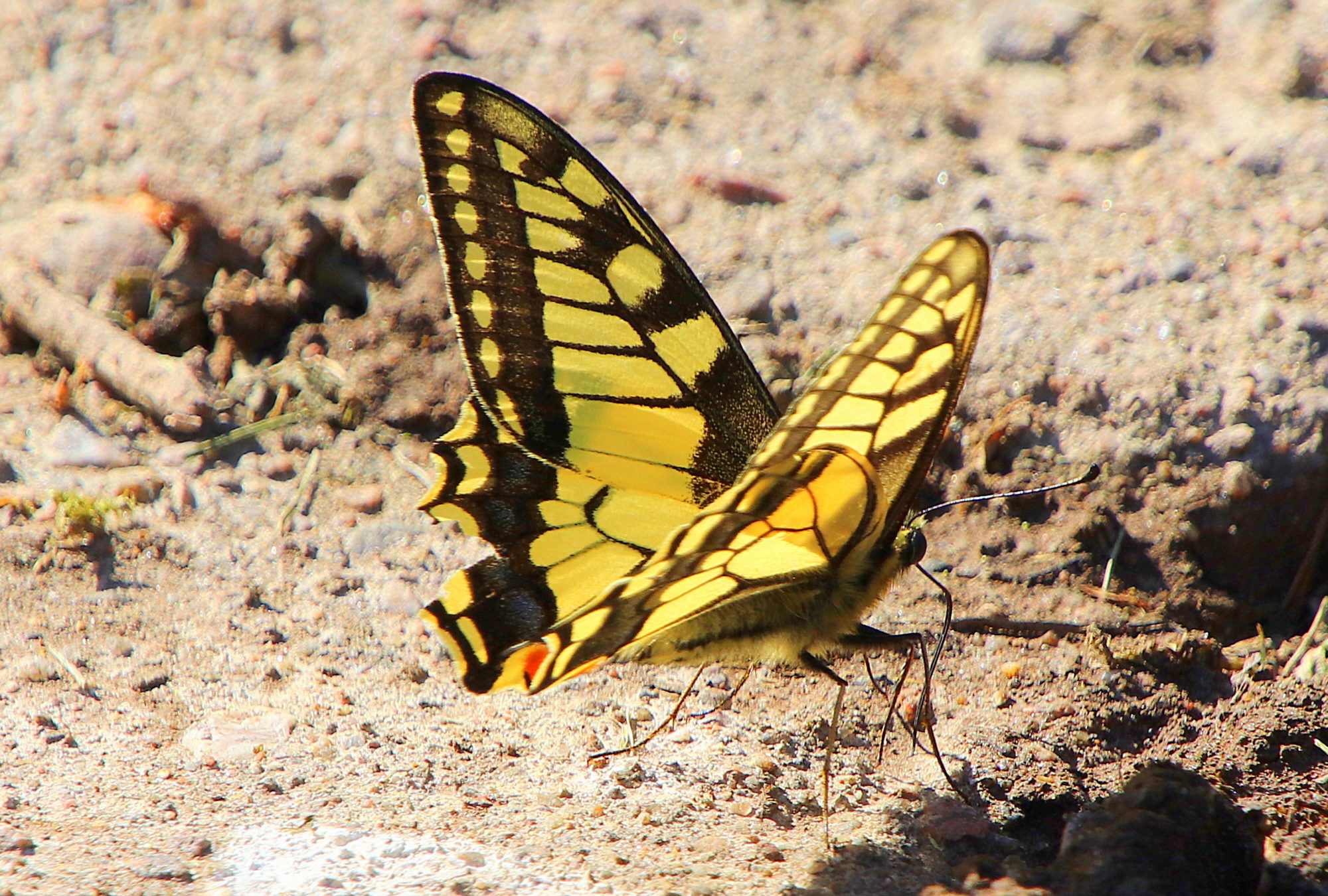 Valokuvaaja: sirpa jyske