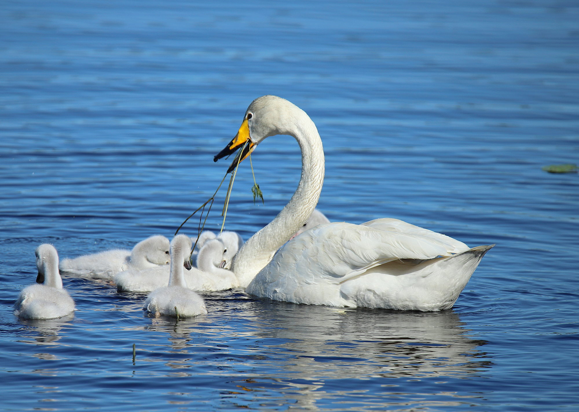 Valokuvaaja: sirpa jyske