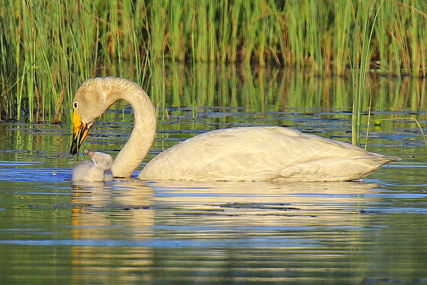 Valokuvaaja: sirpa jyske Valokuvaaja: sirpa jyske