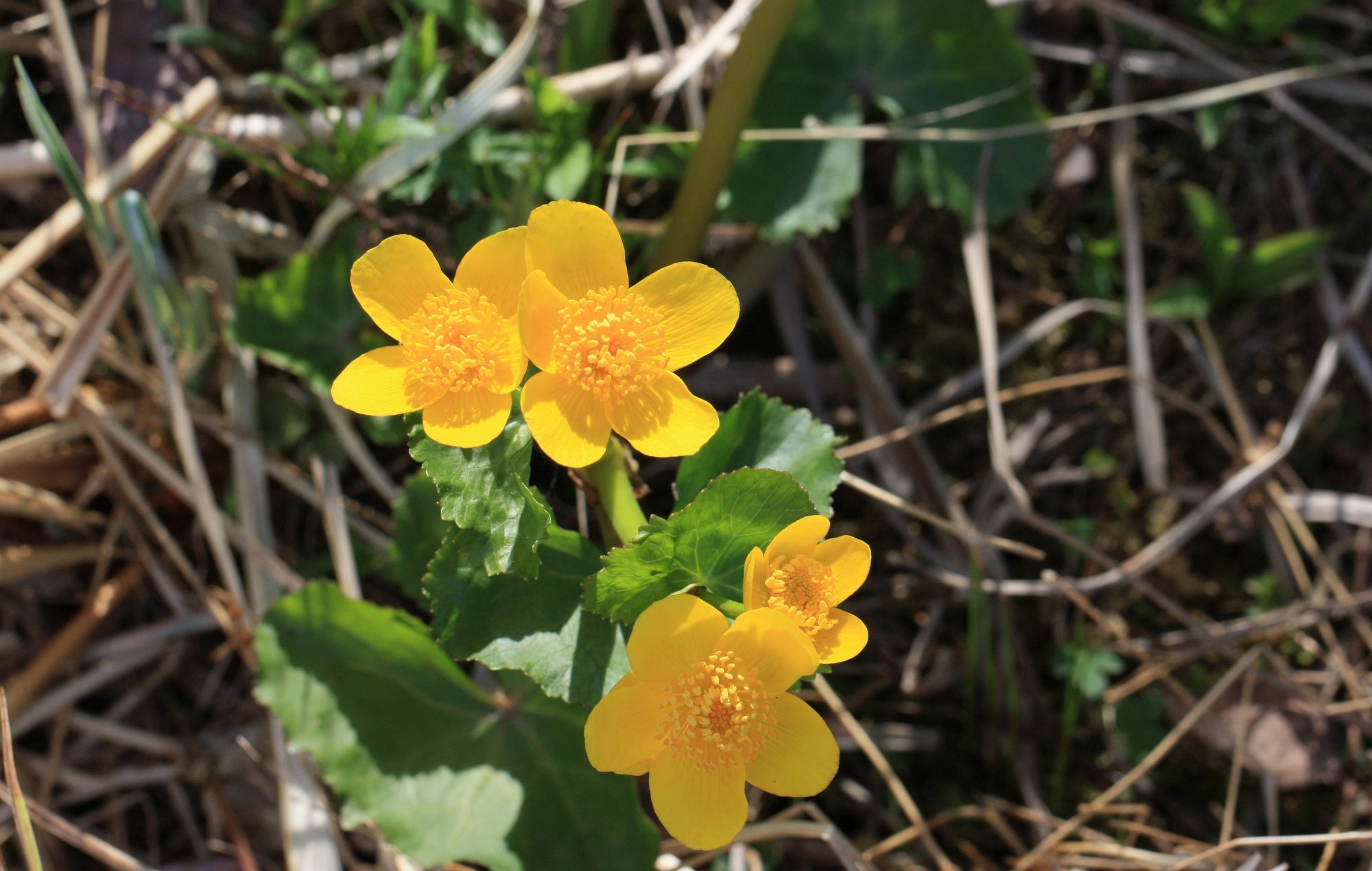 Valokuvaaja: Jaana Saarelainen