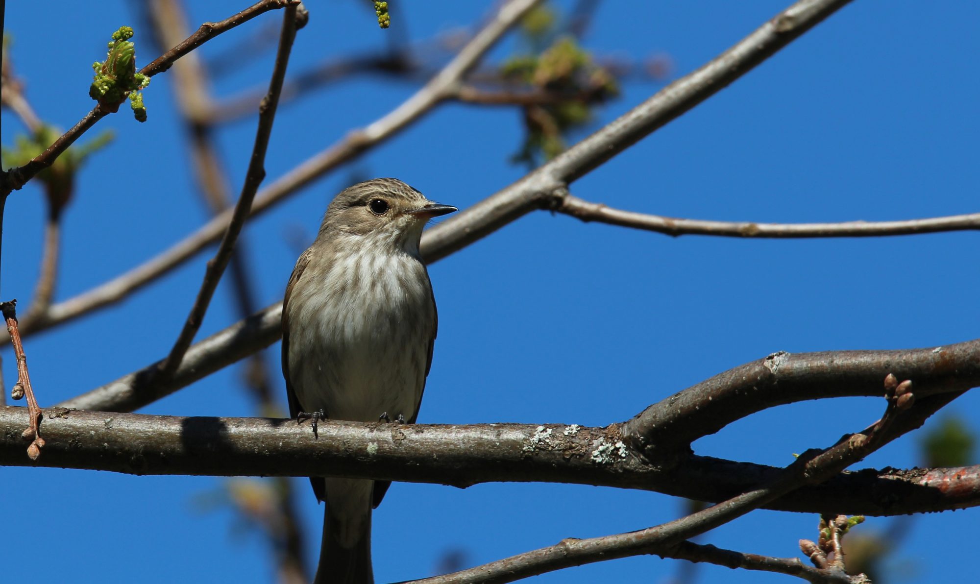 Valokuvaaja: Jaana Saarelainen