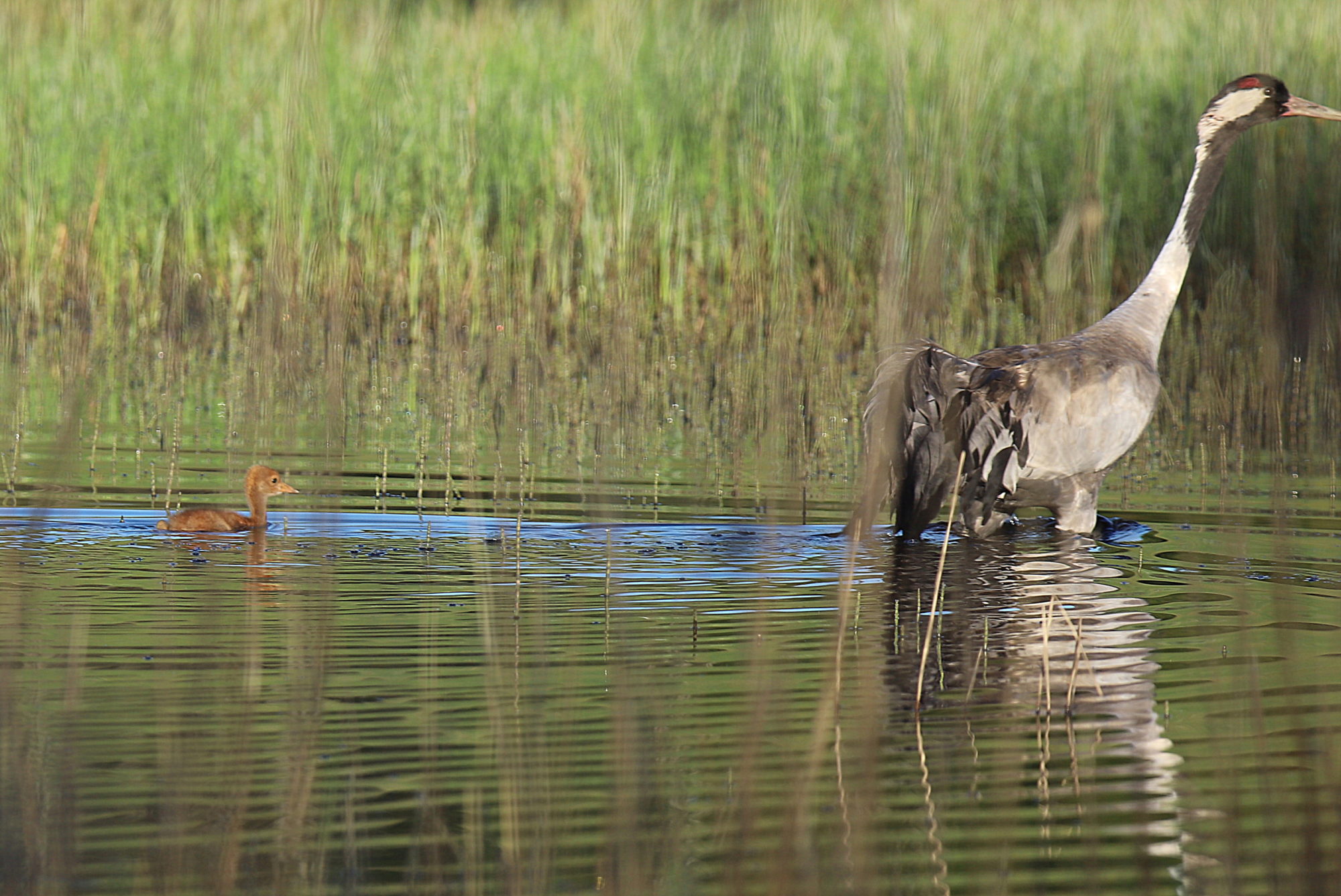 Valokuvaaja: sirpa jyske