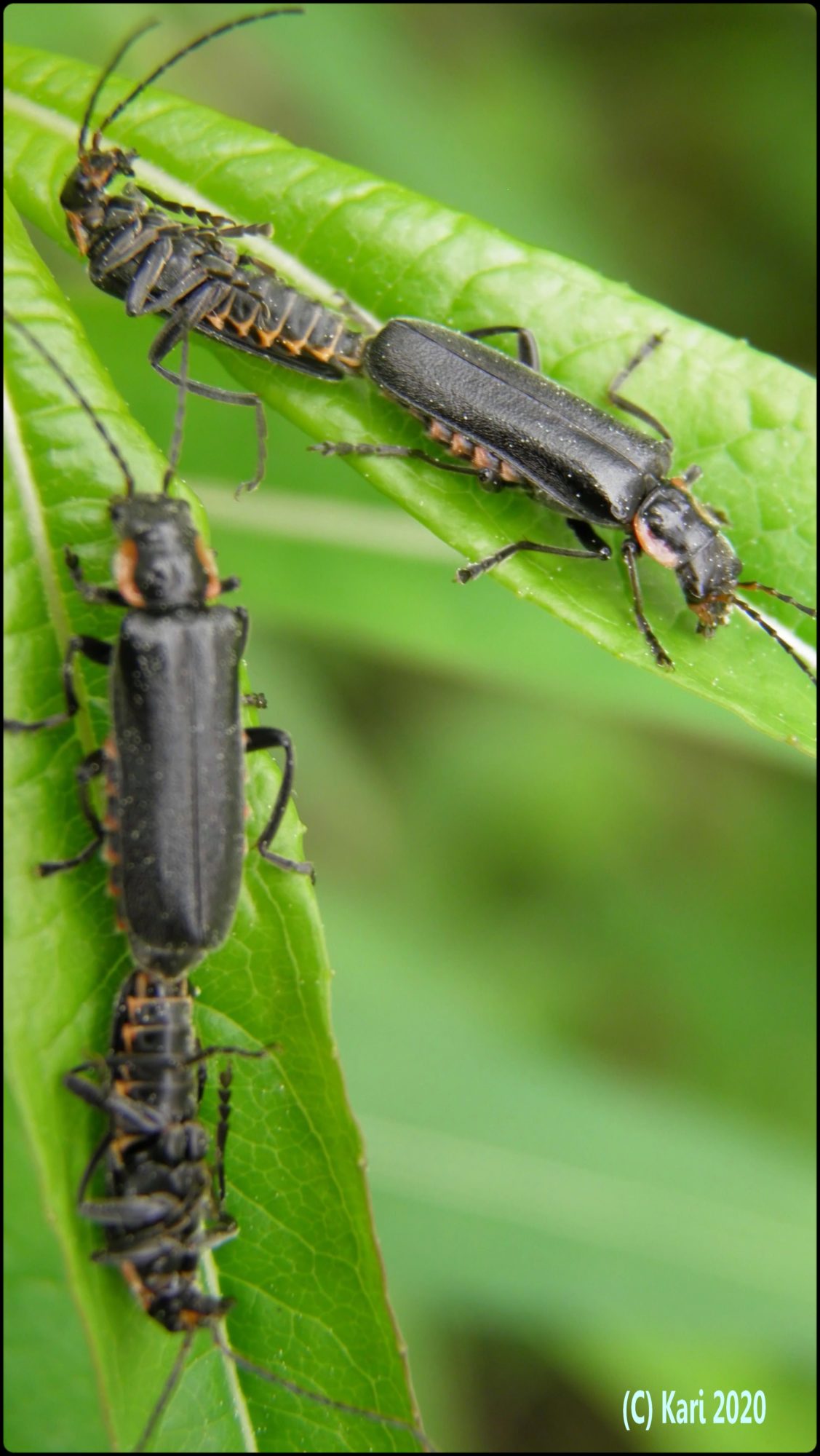 Valokuvaaja: Kari Saarinen