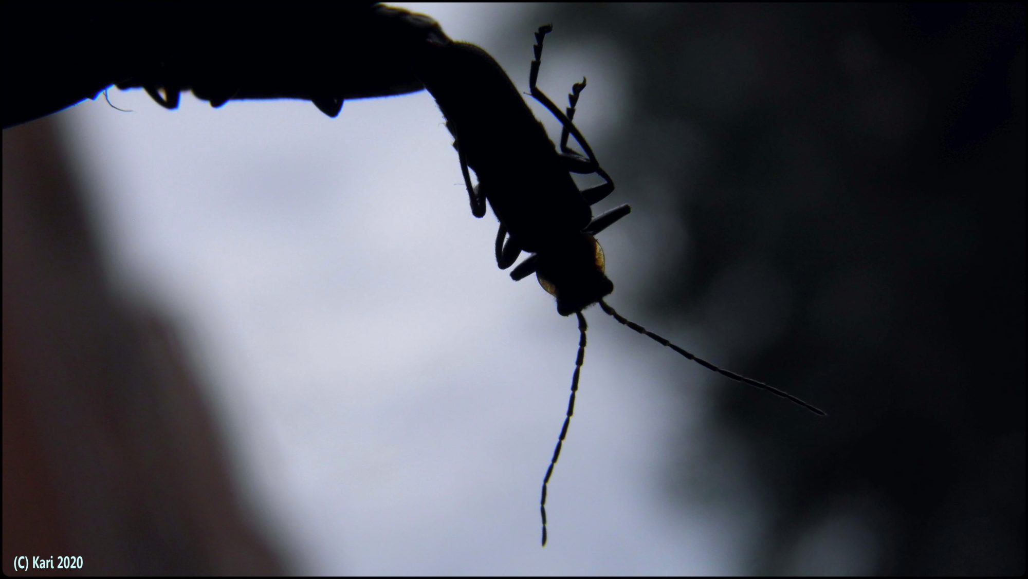 Valokuvaaja: Kari Saarinen