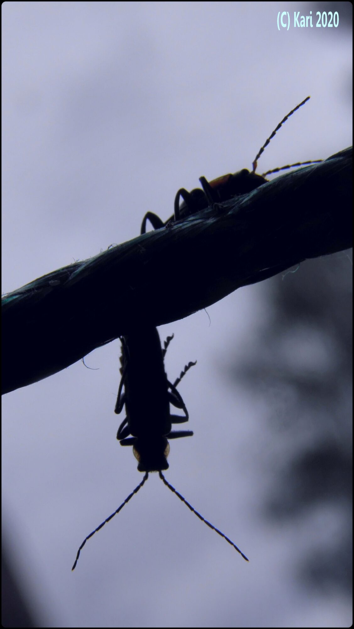 Valokuvaaja: Kari Saarinen