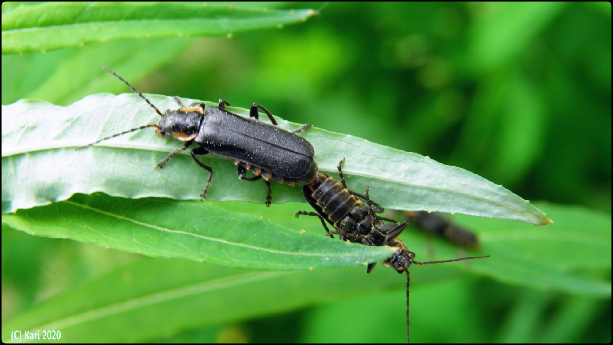 Valokuvaaja: Kari Saarinen
