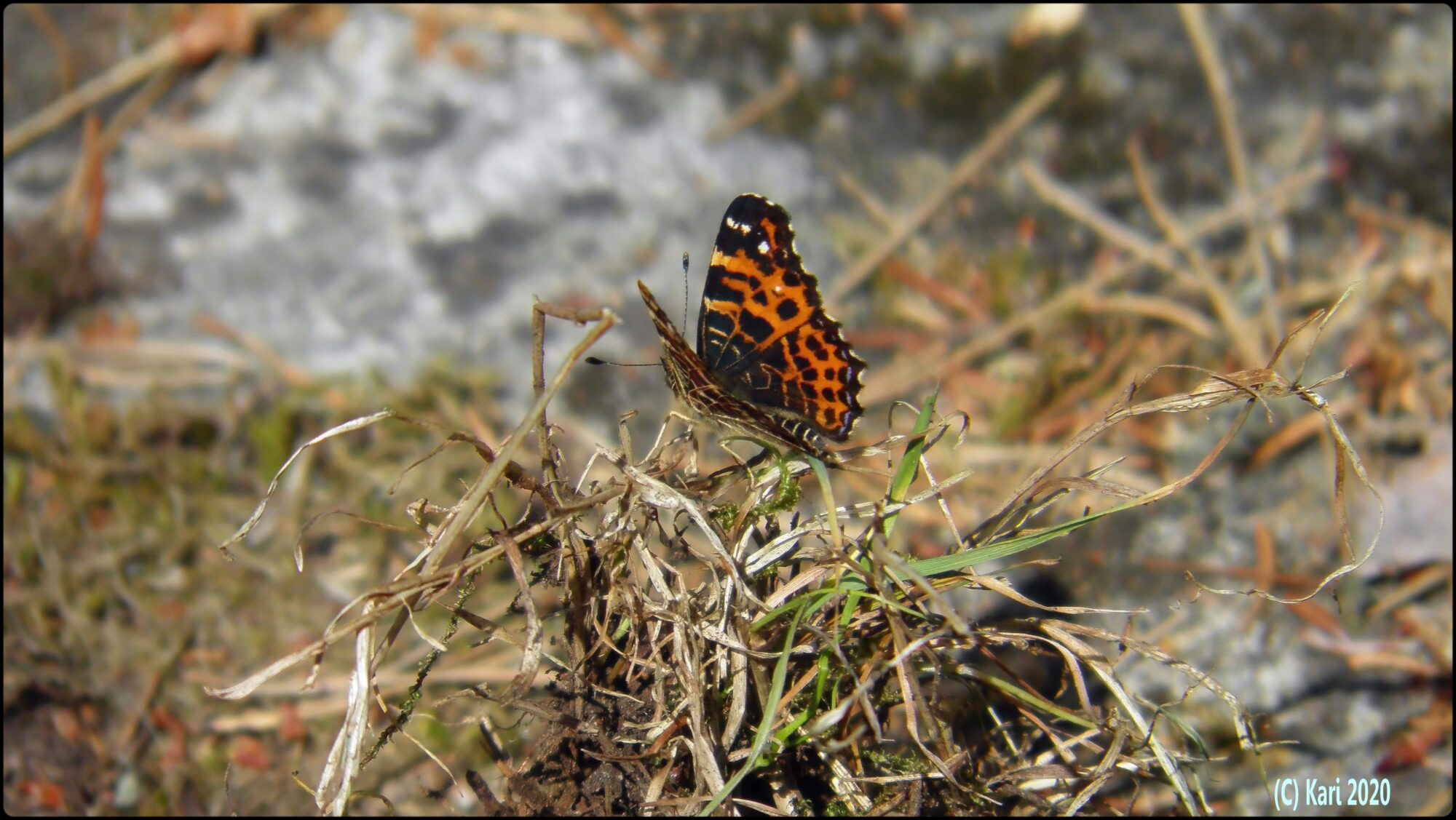 Valokuvaaja: Kari Saarinen