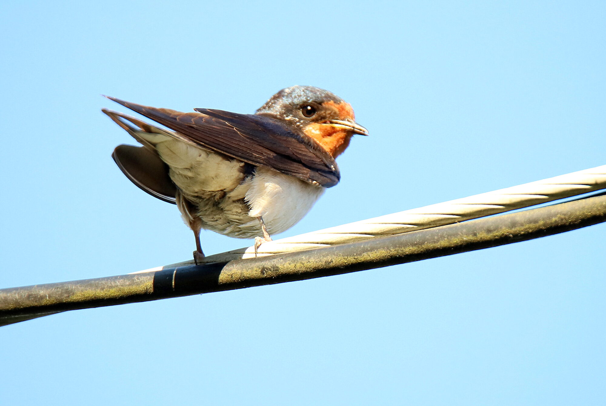 Valokuvaaja: sirpa jyske