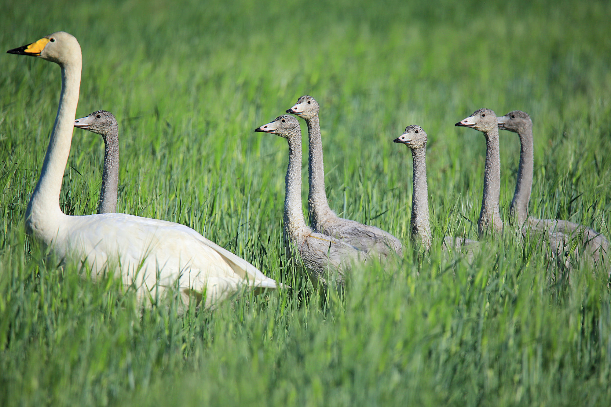 Valokuvaaja: sirpa jyske Valokuvaaja: sirpa jyske