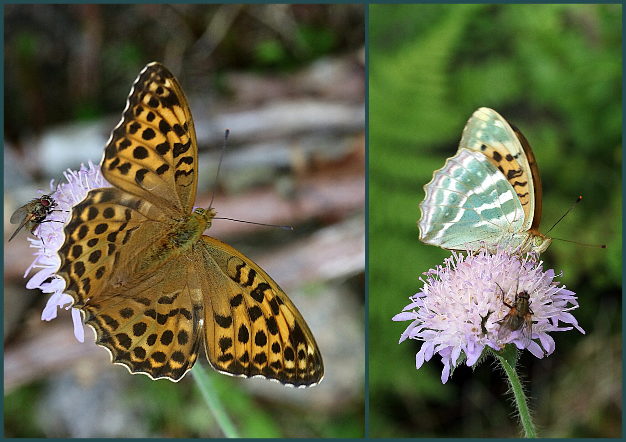 Valokuvaaja: Hannu. Rasiranta