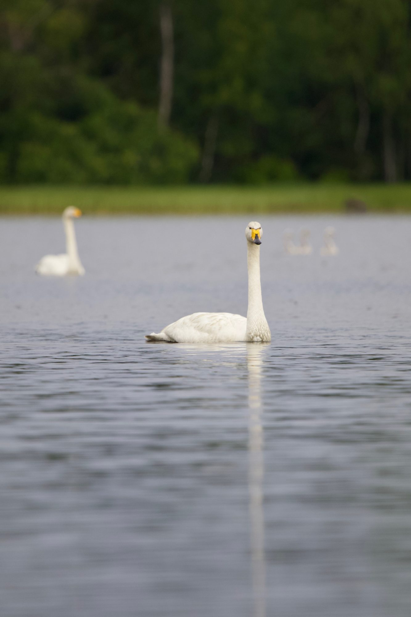 Valokuvaaja: Anssi Laurila