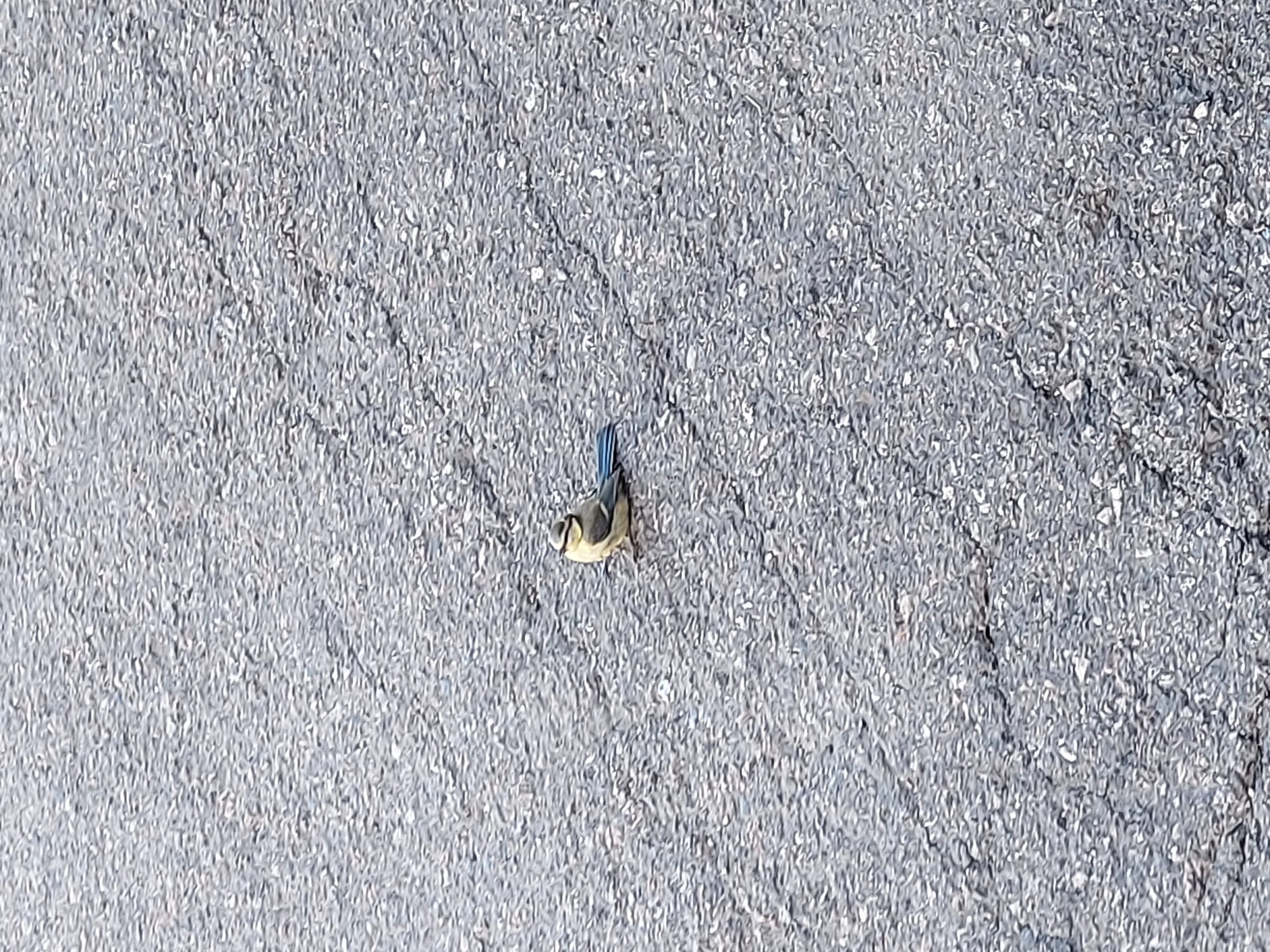 Valokuvaaja: Meri Hiltunen Valokuvaaja: Meri Hiltunen