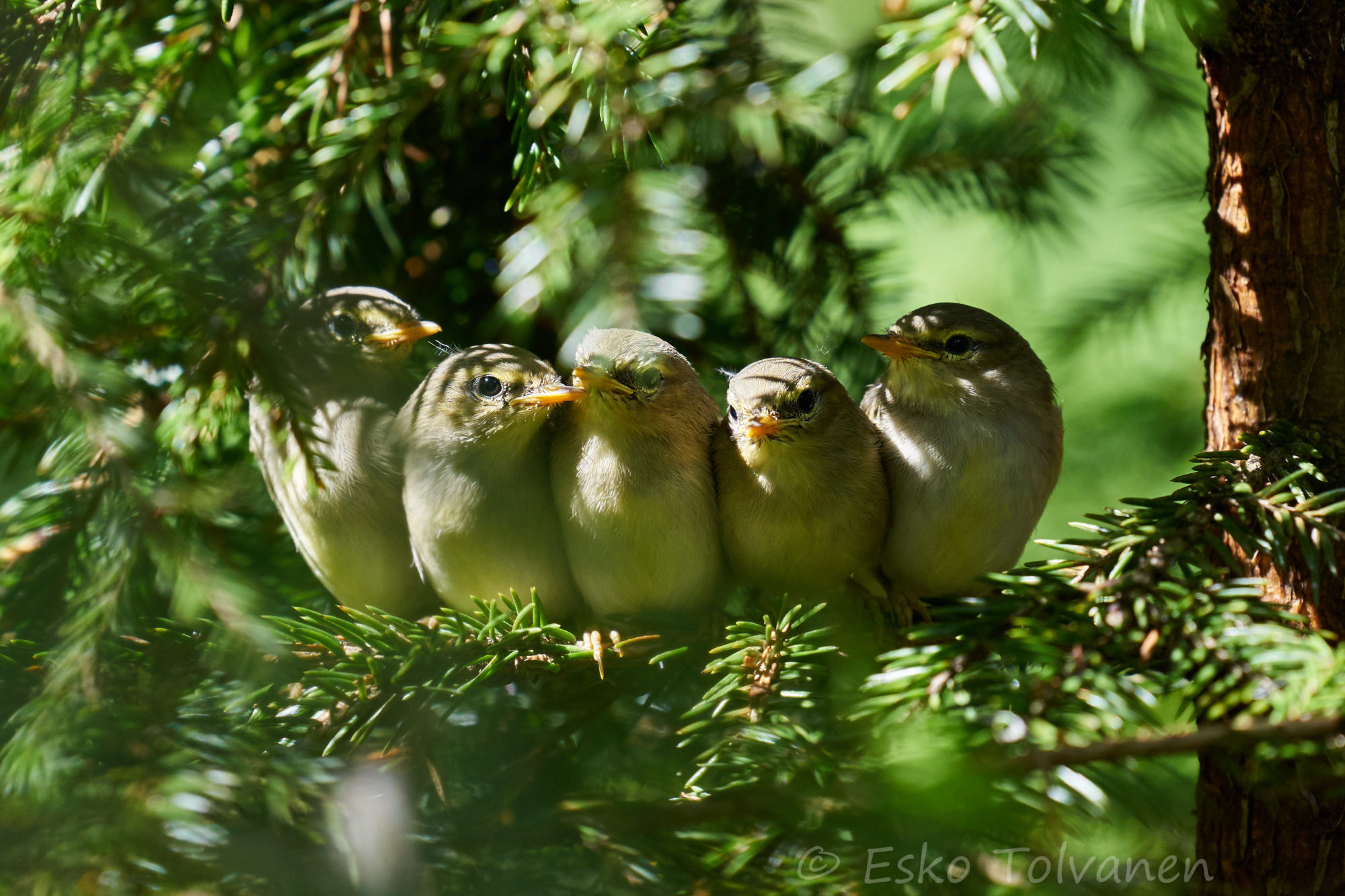 Valokuvaaja: Esko Tolvanen