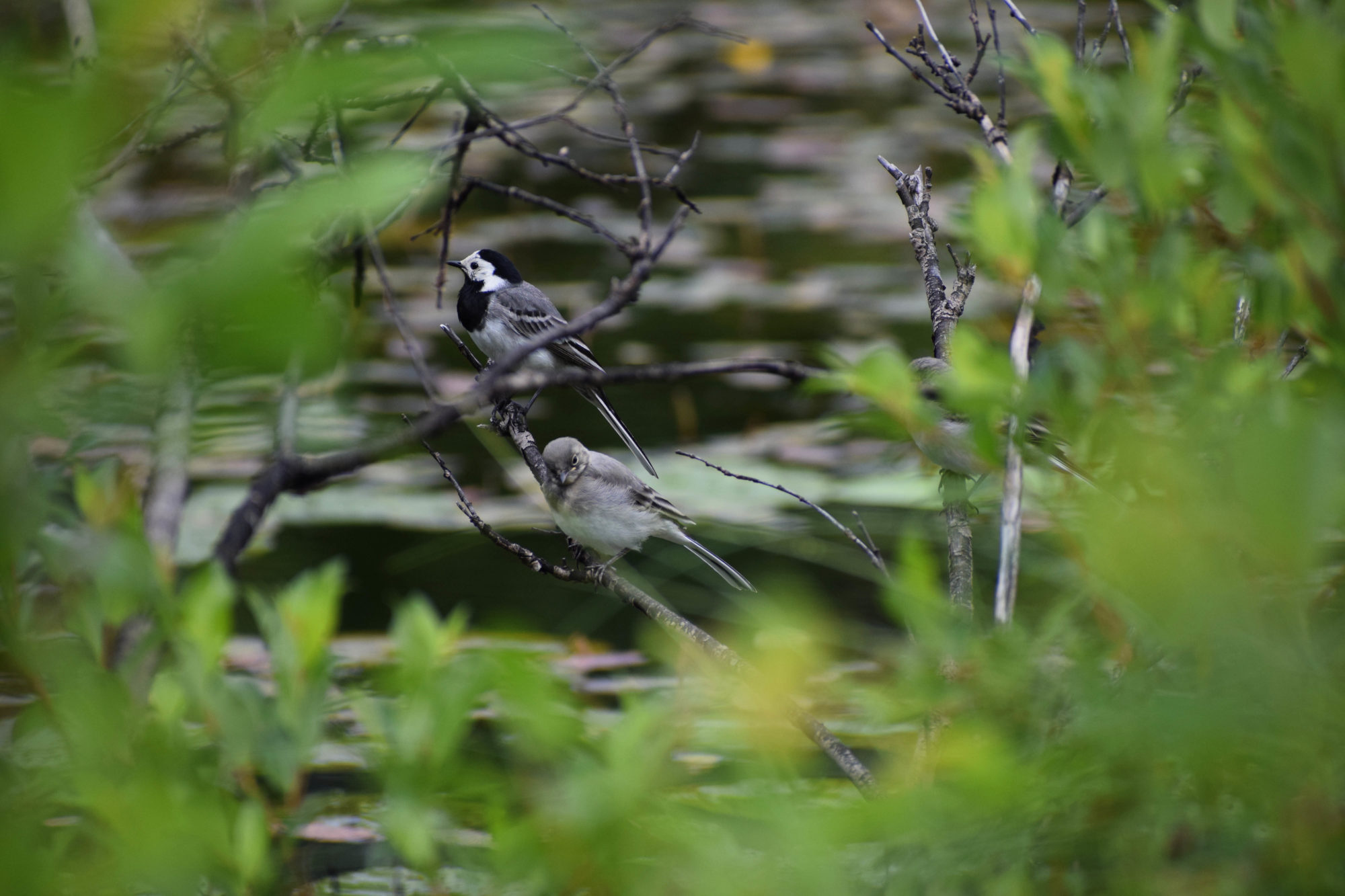 Valokuvaaja: Katri Konttinen