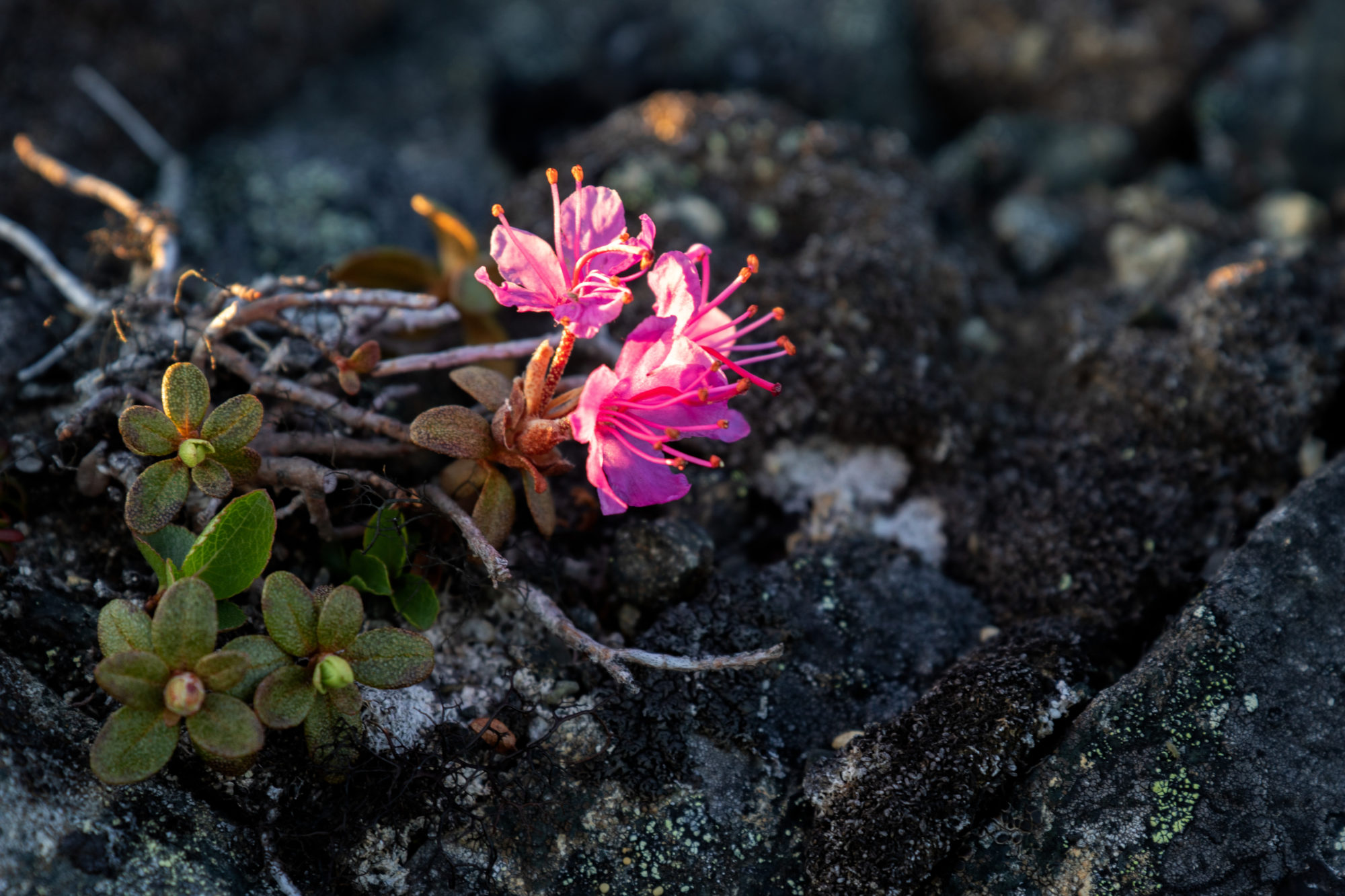 Valokuvaaja: Katri Niskanen