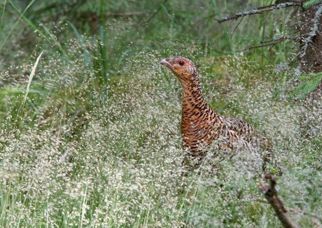 Valokuvaaja: Markku Ranta-Eilola