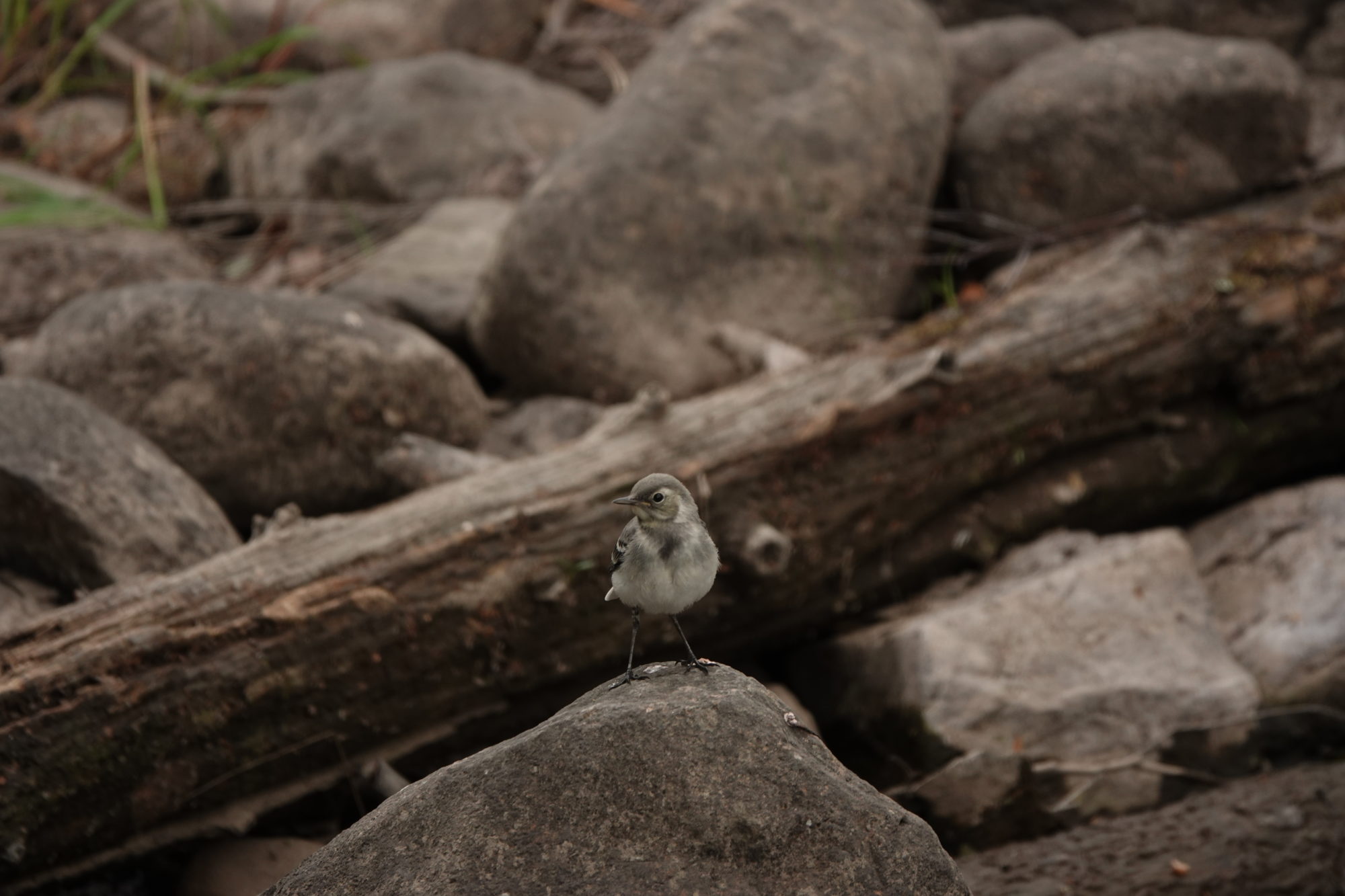 Valokuvaaja: Jenna Pitkänen