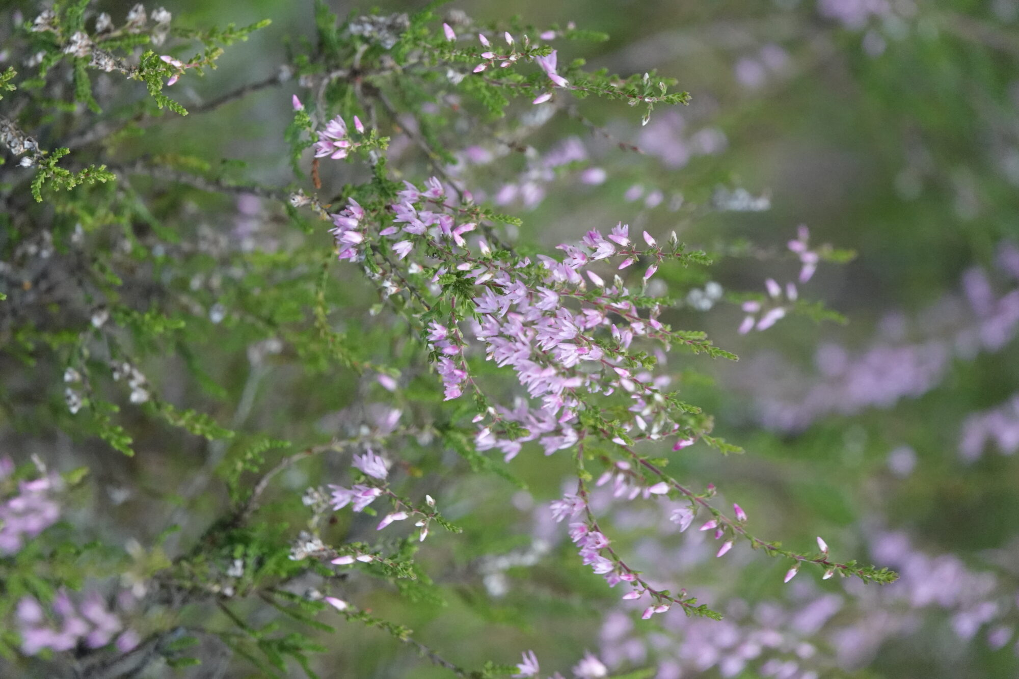 Valokuvaaja: Jenna Pitkänen