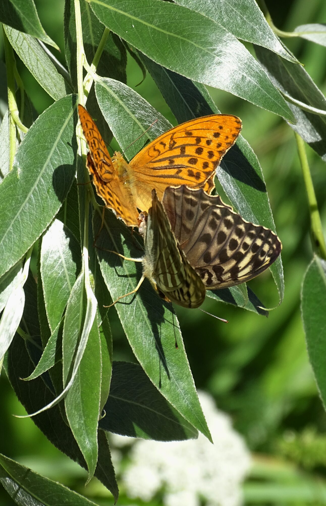Valokuvaaja: Aune Viik