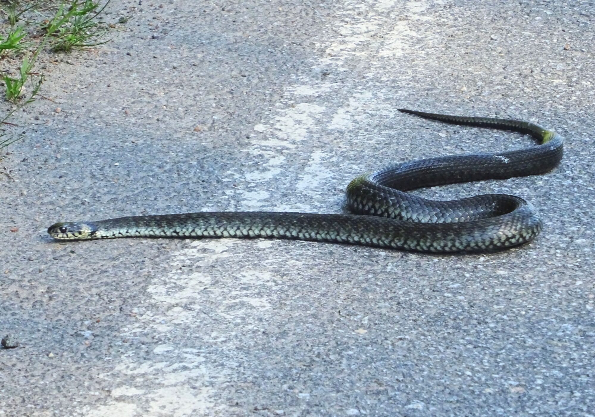 Valokuvaaja: Liisa Niiva-Korpela