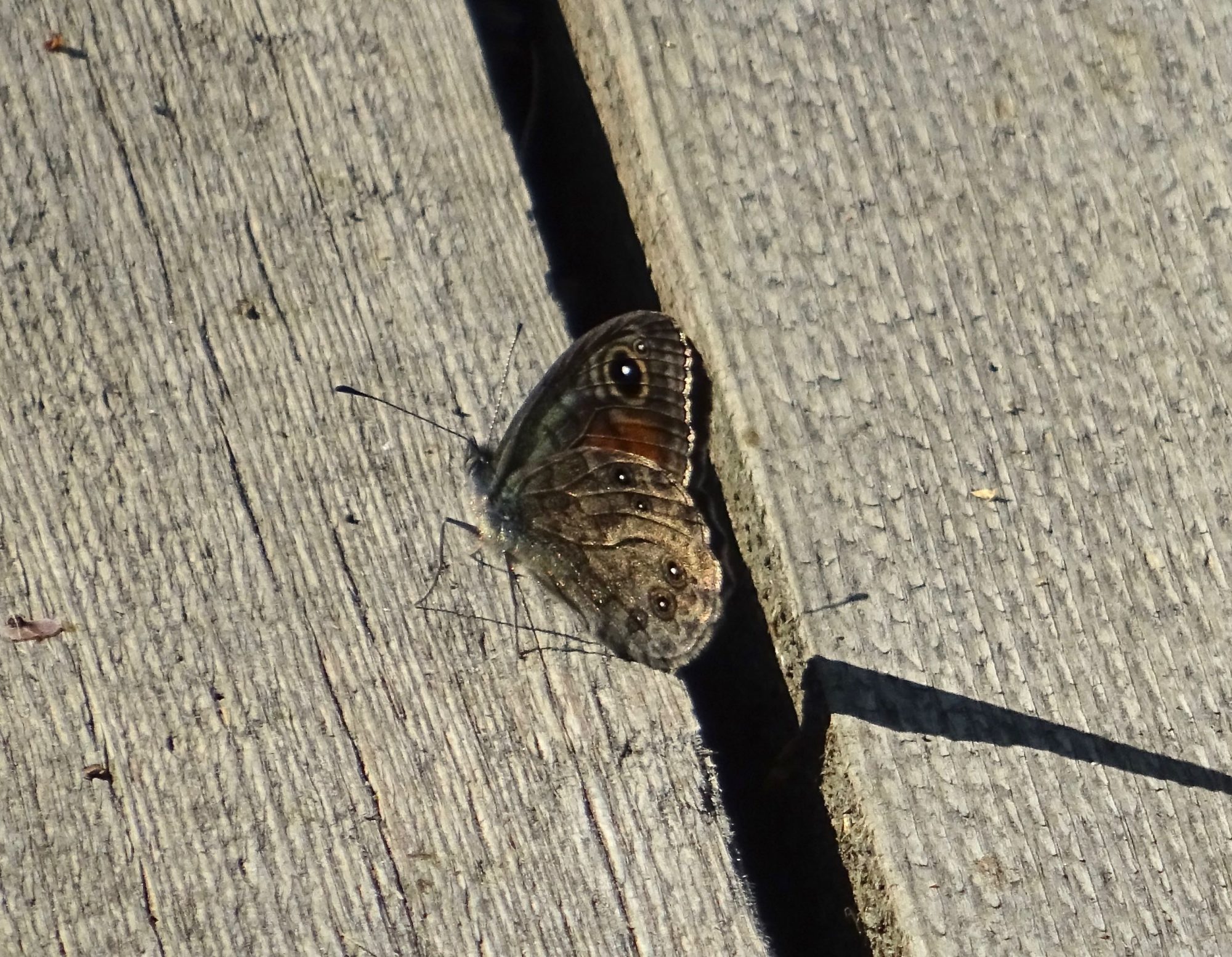 Valokuvaaja: Liisa Niiva-Korpela