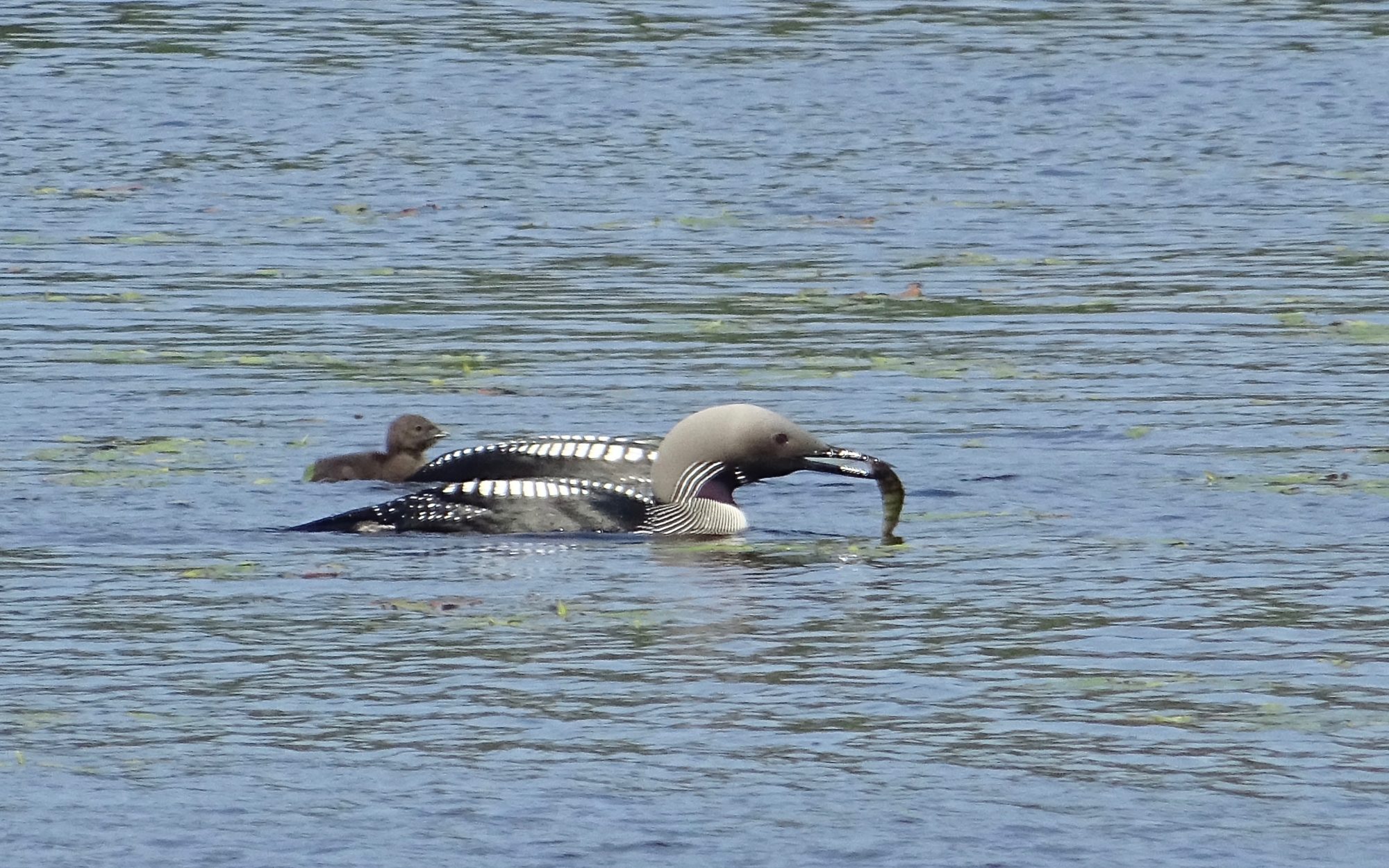Valokuvaaja: Liisa Niiva-Korpela