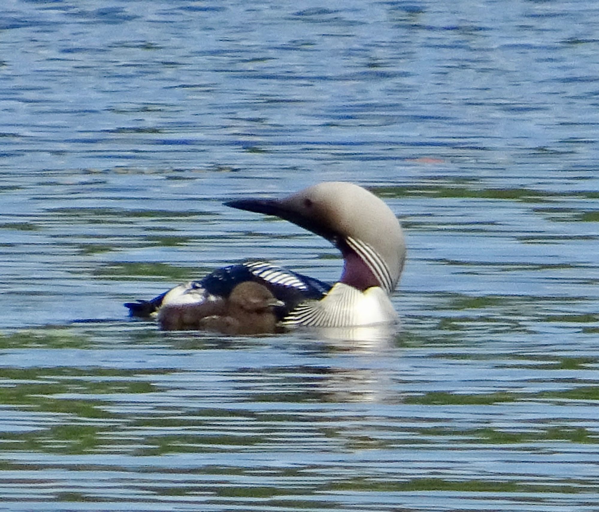 Valokuvaaja: Liisa Niiva-Korpela