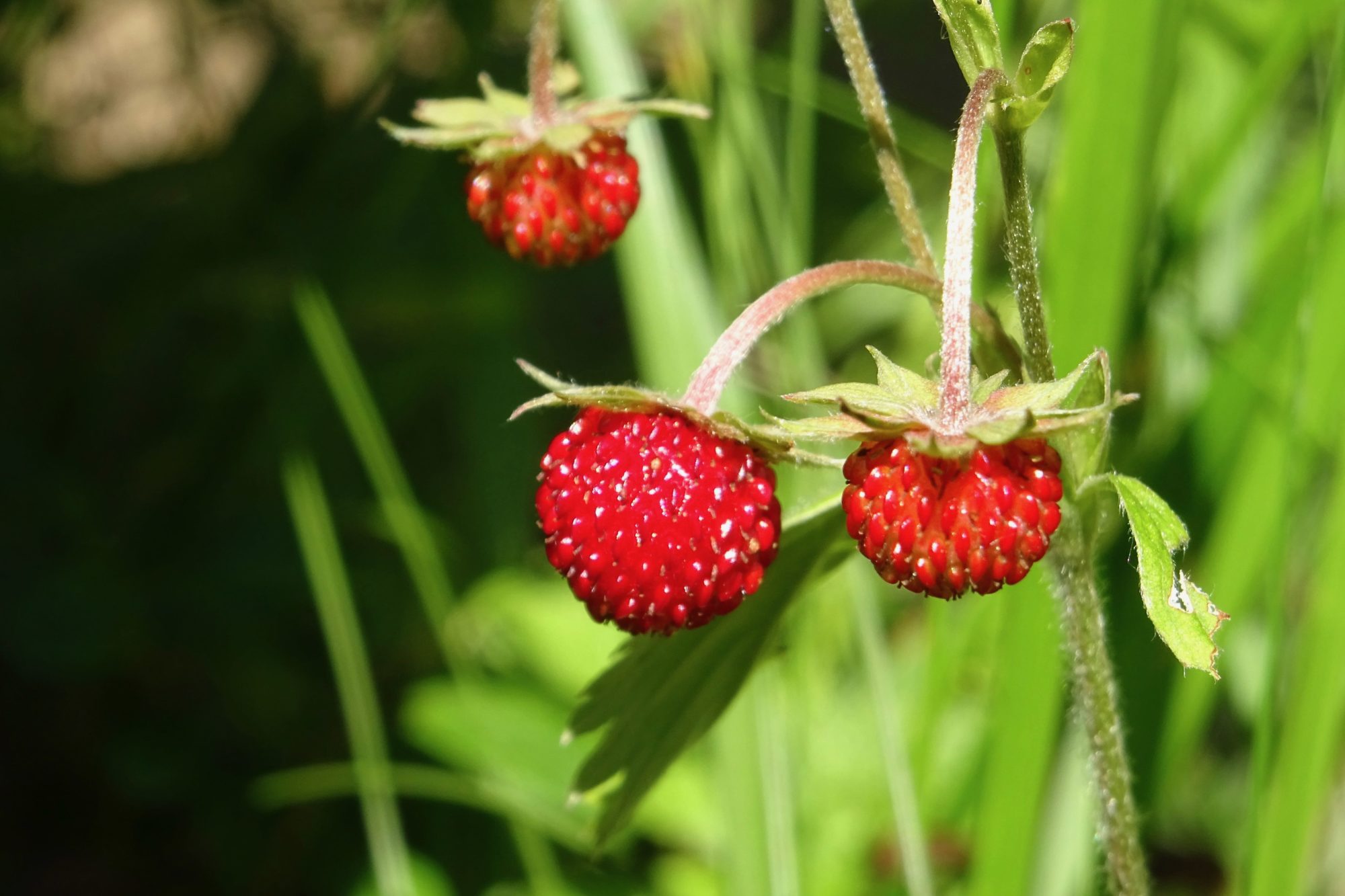 Valokuvaaja: Liisa Niiva-Korpela