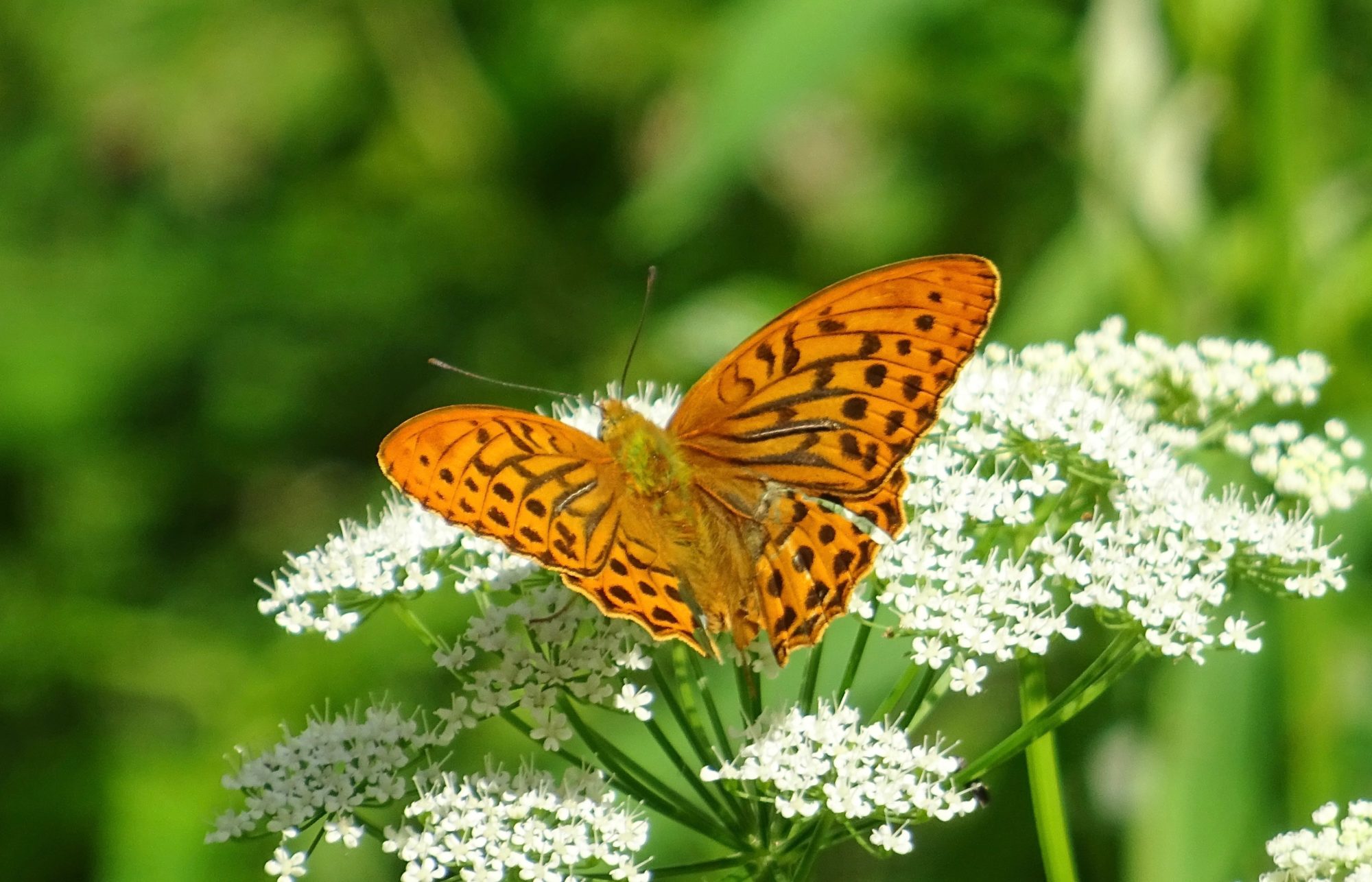 Valokuvaaja: Liisa Niiva-Korpela